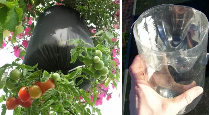 Wie man Tomaten in Plastikflaschen mit dem Kopf nach unten anbaut!